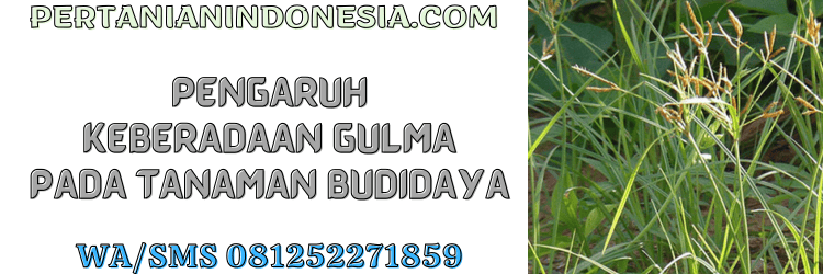 pengaruh,gulma,rumput liar,petani,pertanian indonesia